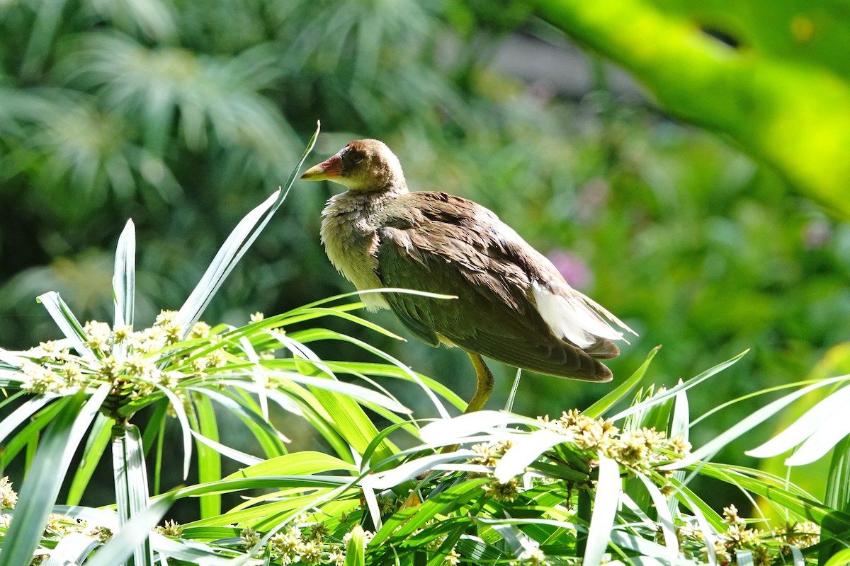 Purple Gallinule - ML642742403
