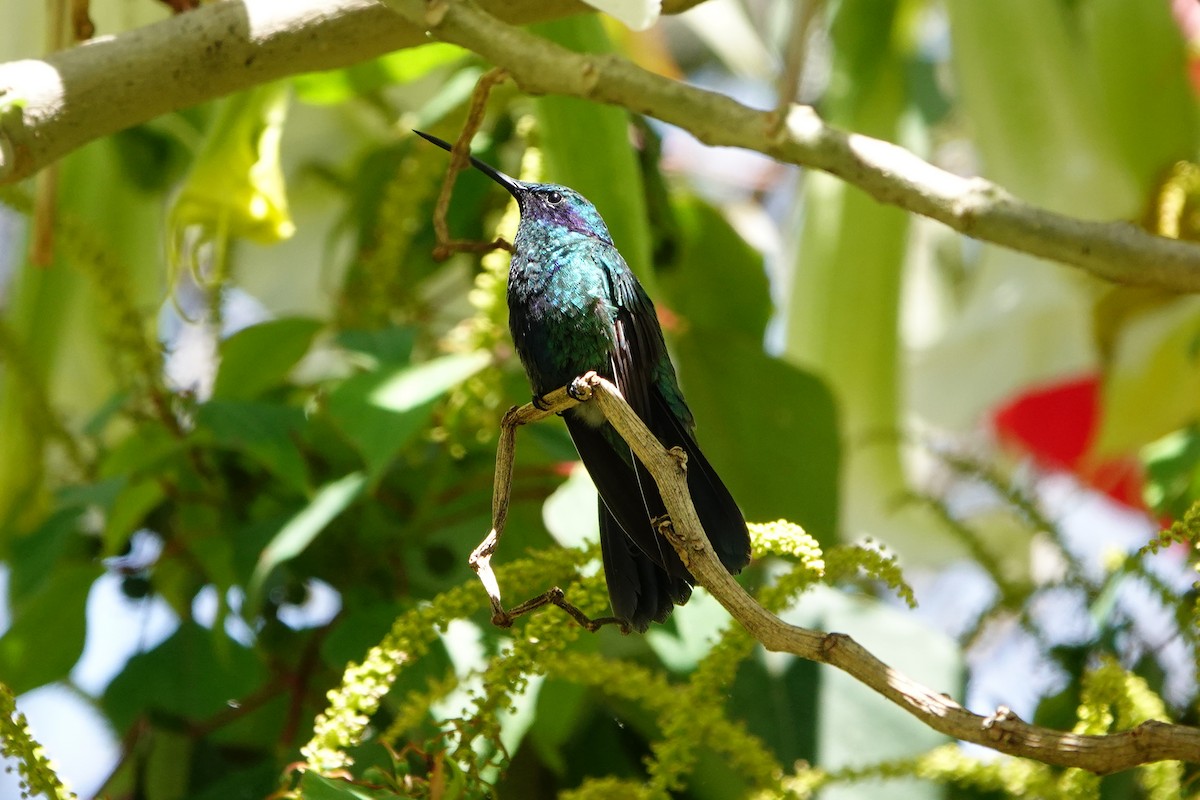 Sparkling Violetear - ML642742407
