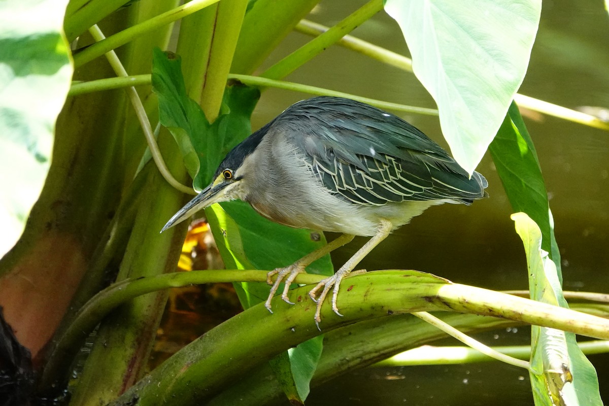 Striated Heron (South American) - ML642742415