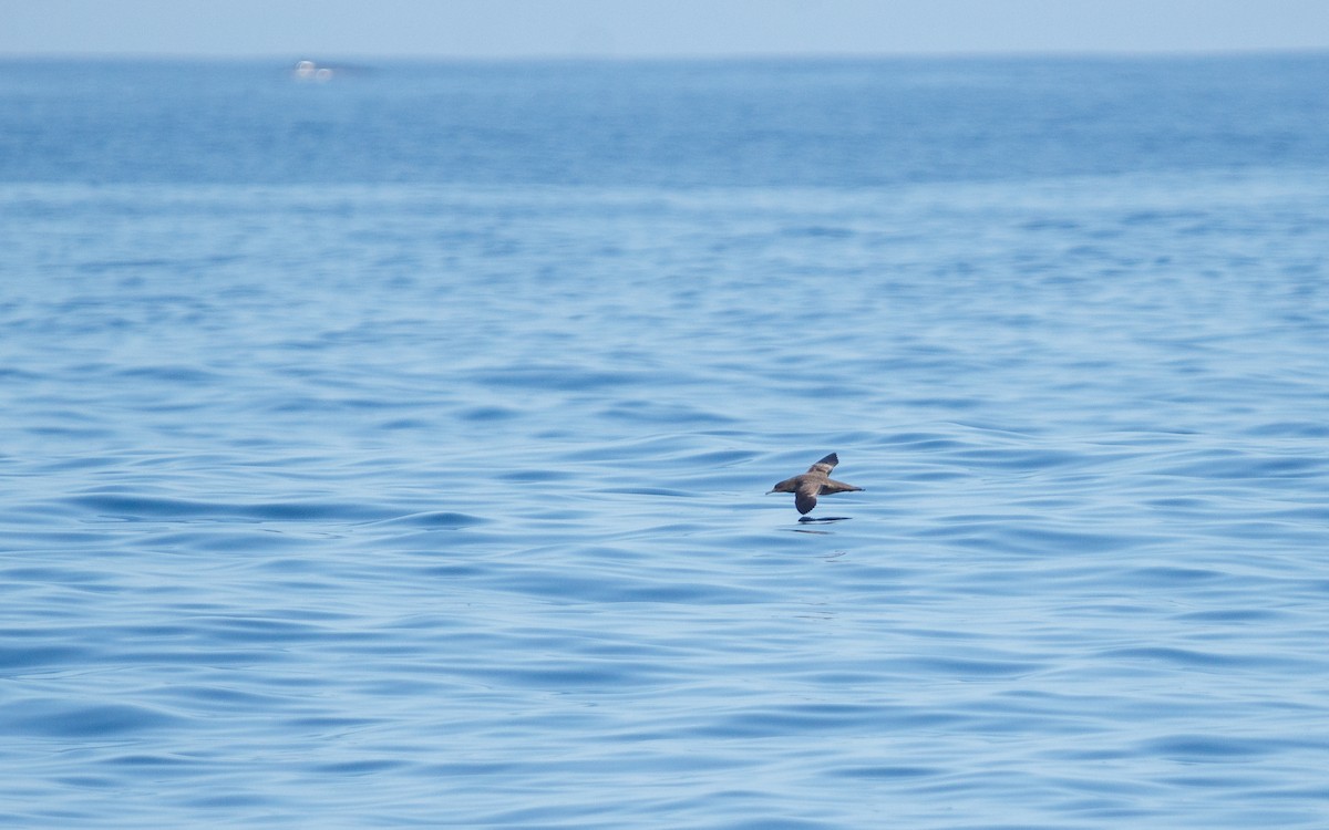 Sooty Shearwater - ML642742432