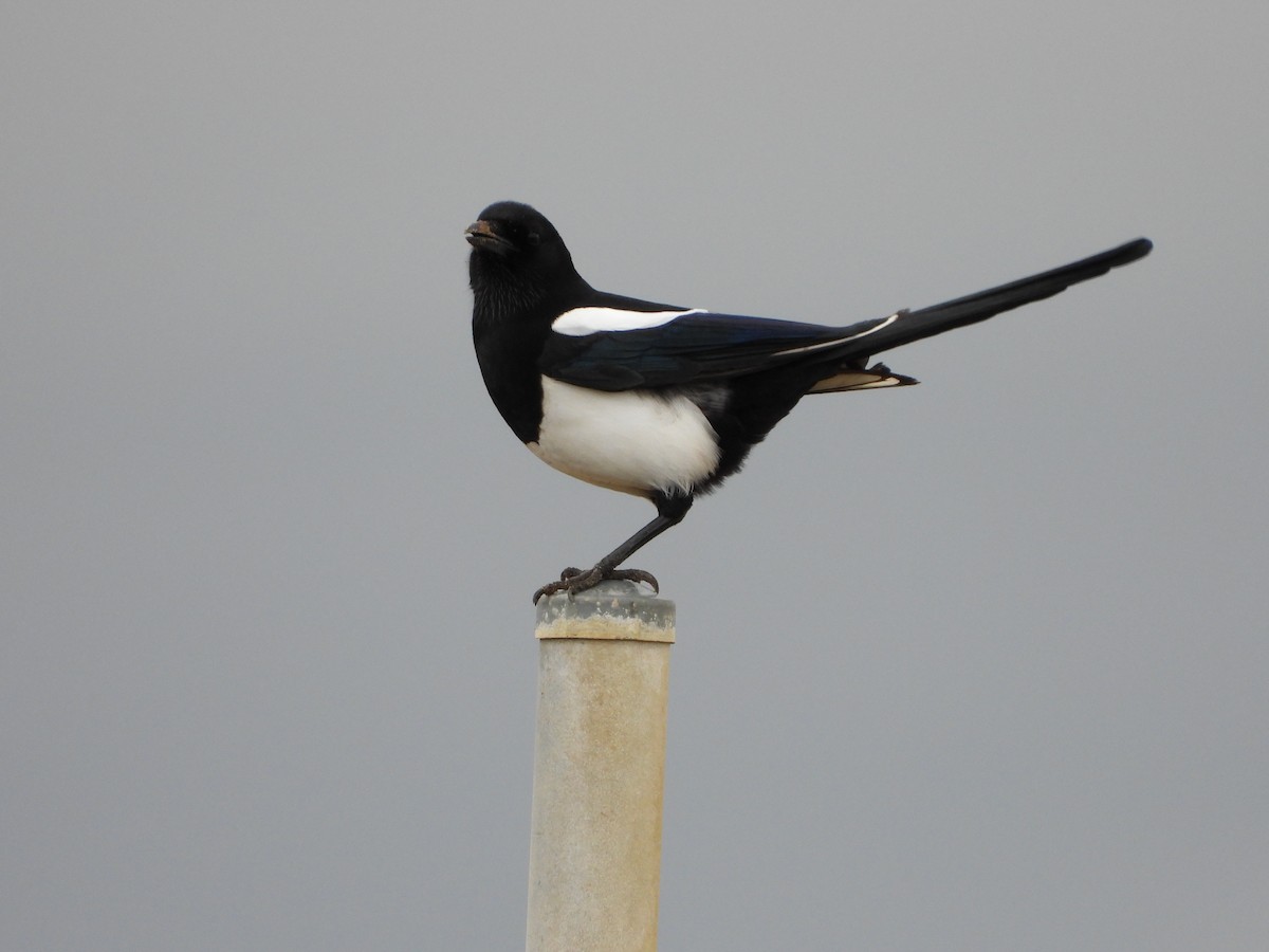 Oriental Magpie - ML642742437