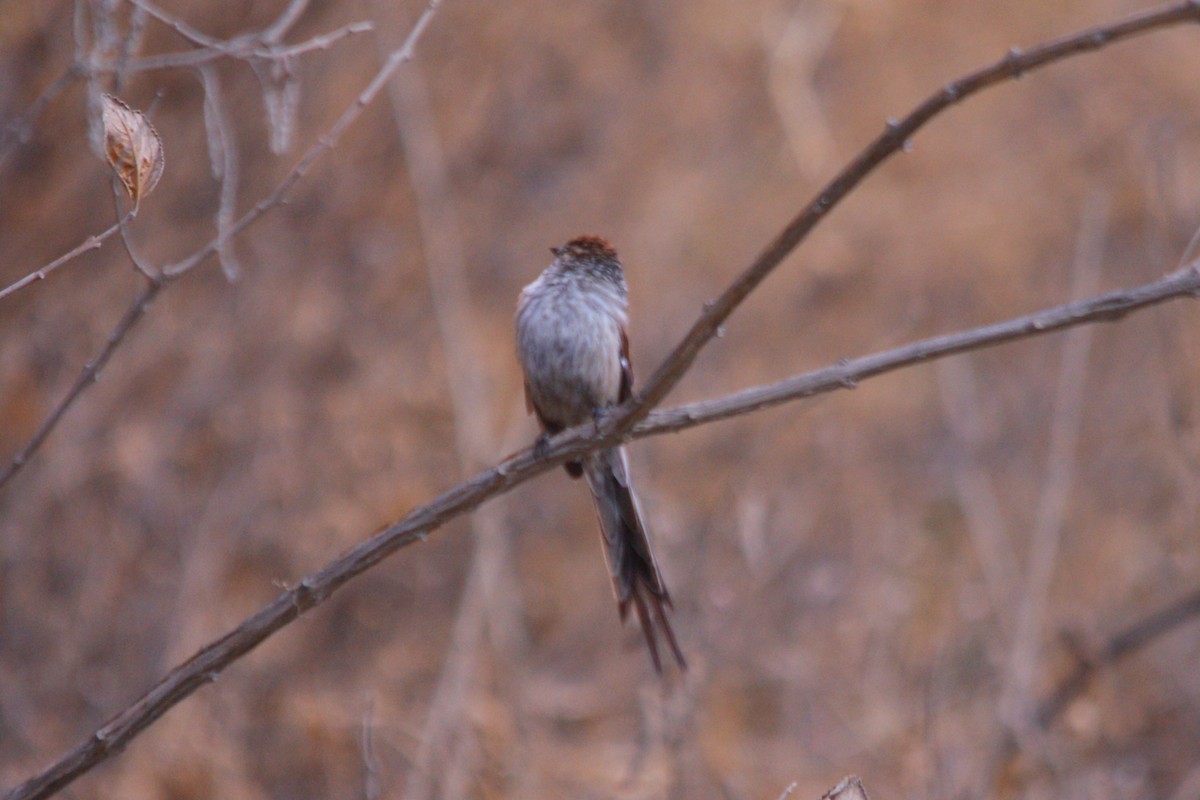 Streaked Tit-Spinetail - ML642742447