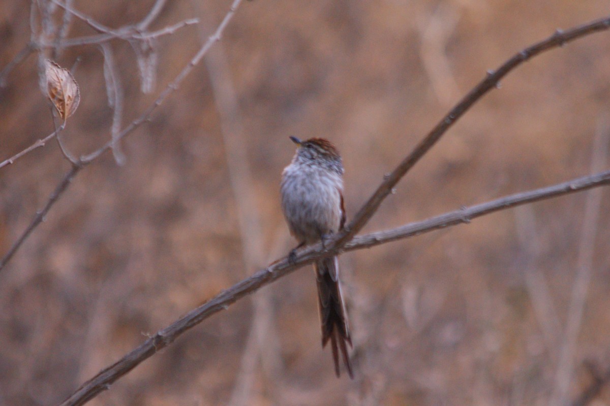 Streaked Tit-Spinetail - ML642742448