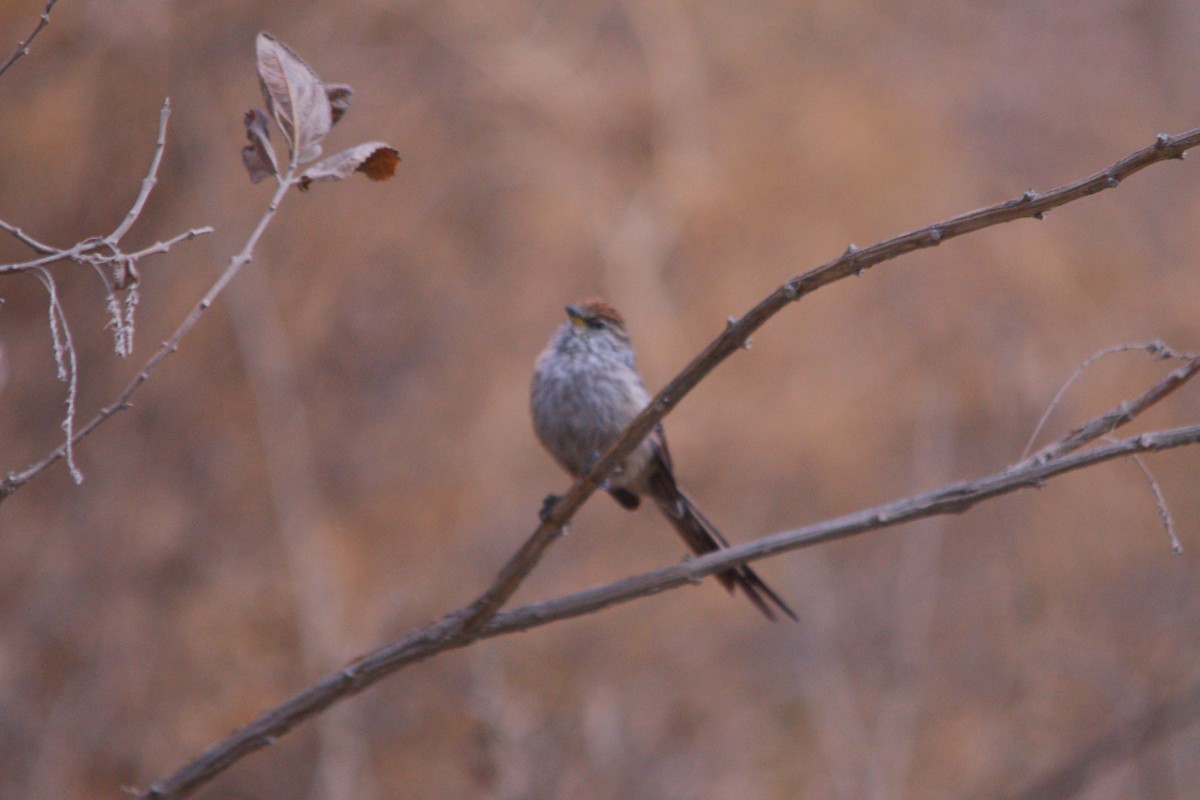 Streaked Tit-Spinetail - ML642742451