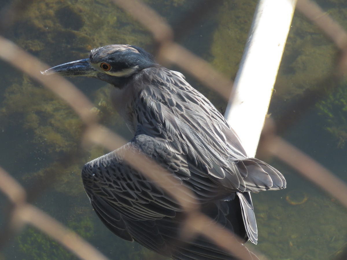 Krabbenreiher - ML642742455