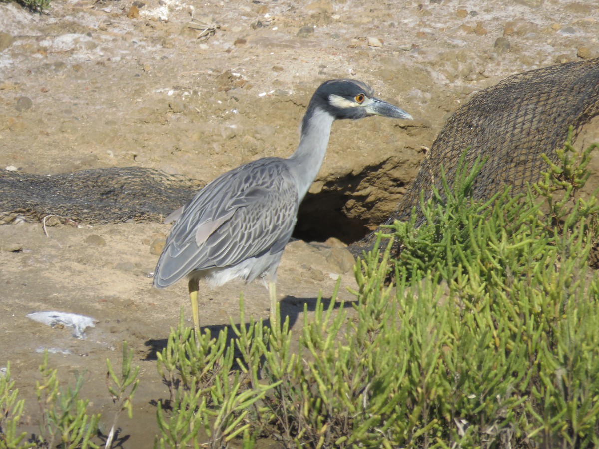 Krabbenreiher - ML642742456