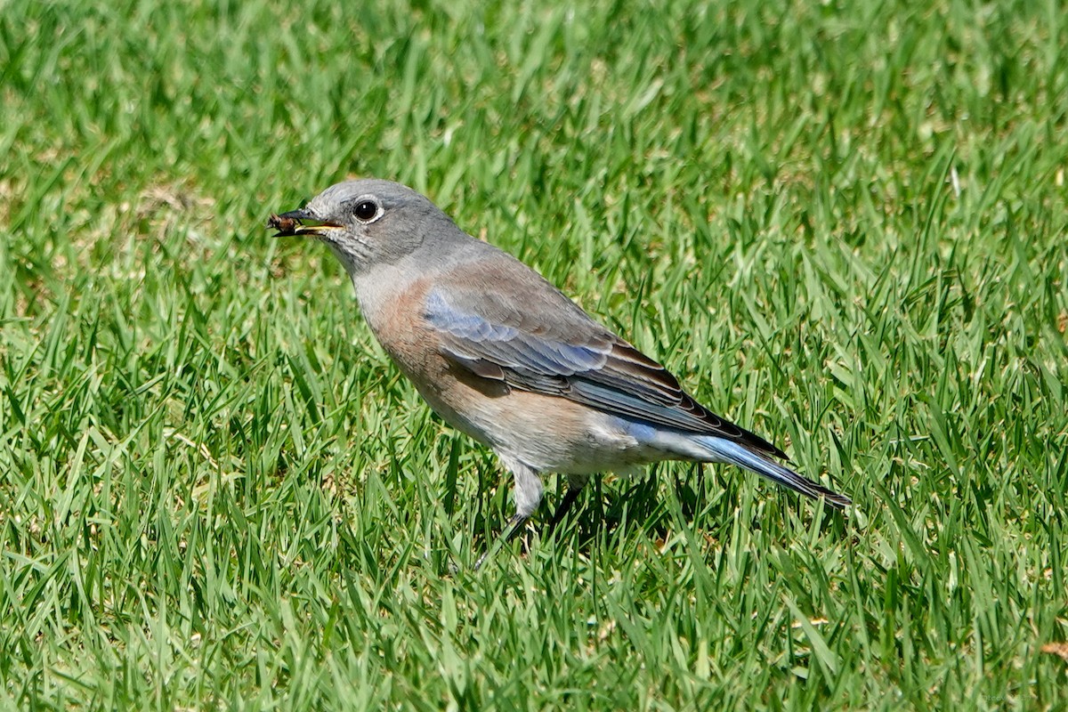 Western Bluebird - Steve Neely