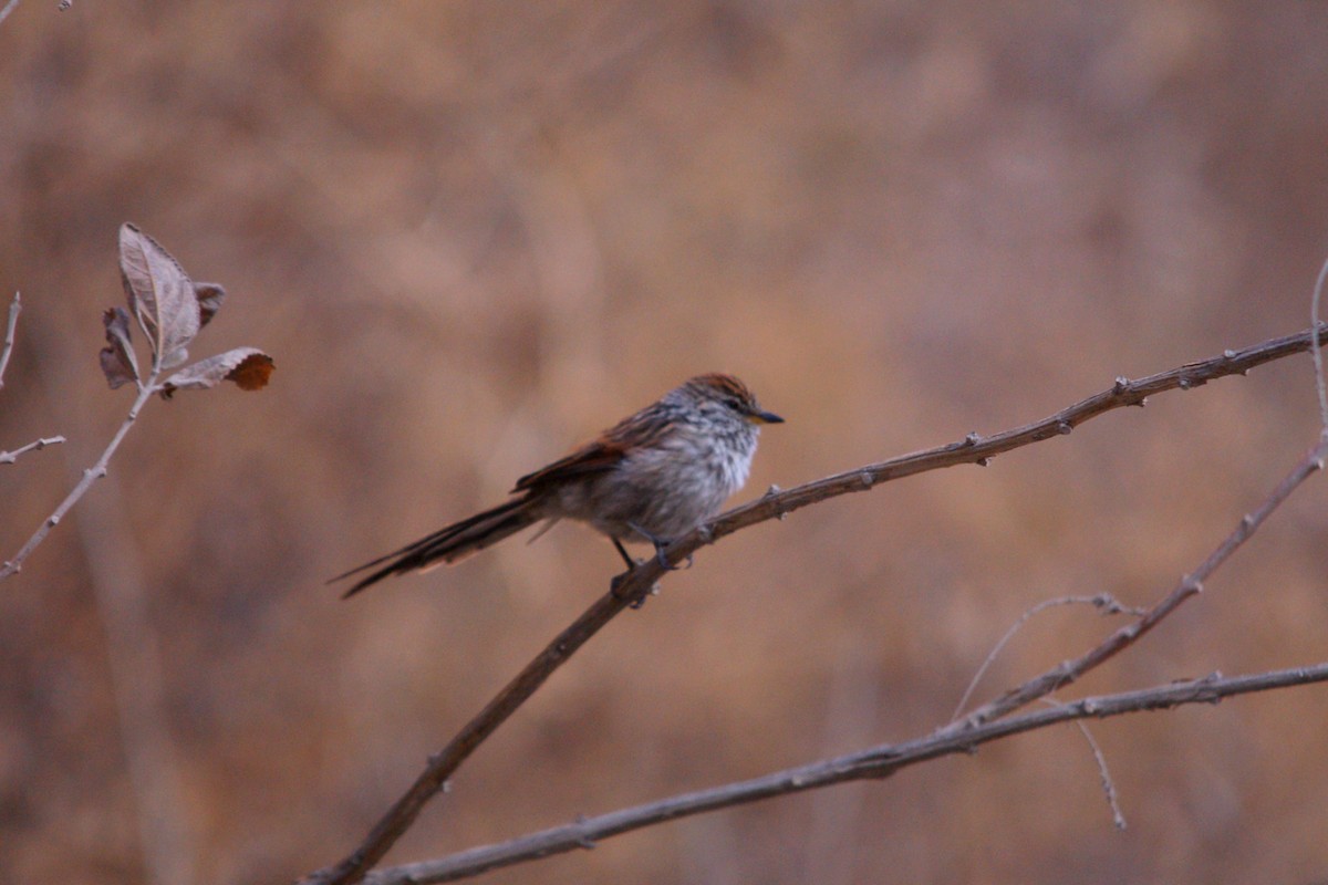 Streaked Tit-Spinetail - ML642742459