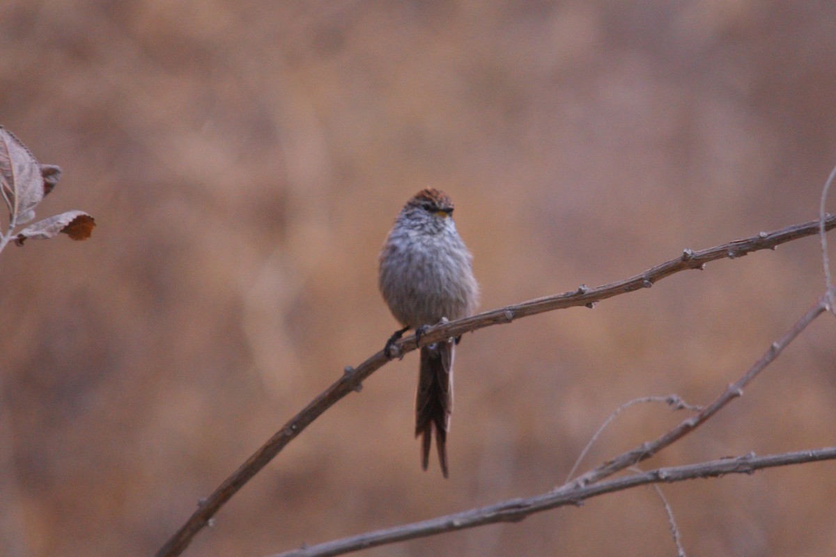 Streaked Tit-Spinetail - ML642742460