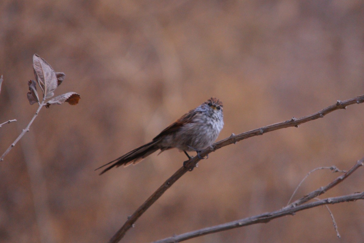 Streaked Tit-Spinetail - ML642742461