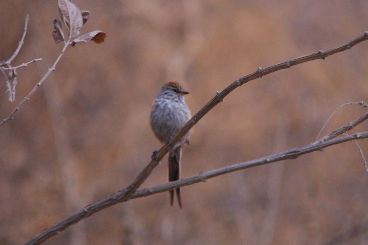 Streaked Tit-Spinetail - ML642742462