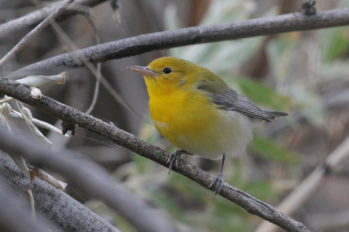 Prothonotary Warbler - ML642742486