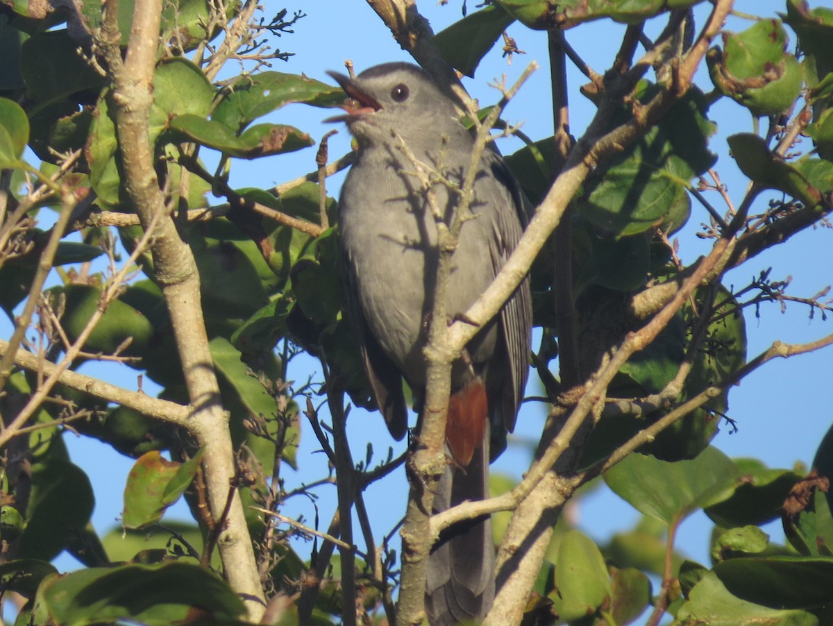Gray Catbird - Scott Schwenk