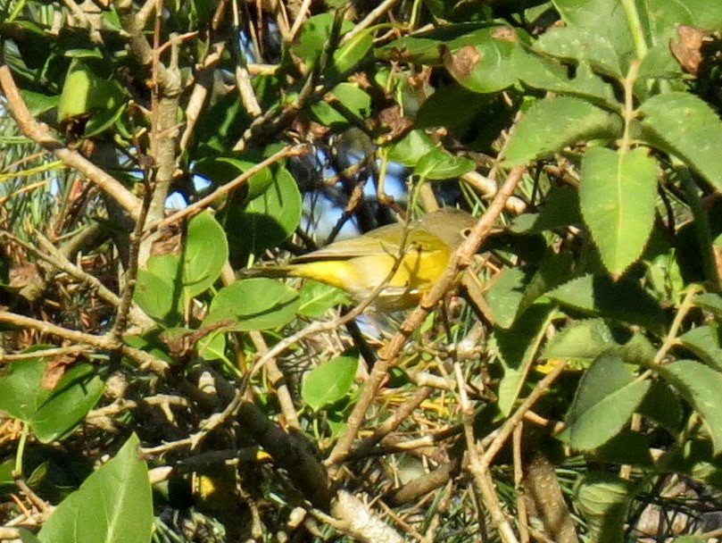 Nashville Warbler - ML642742502