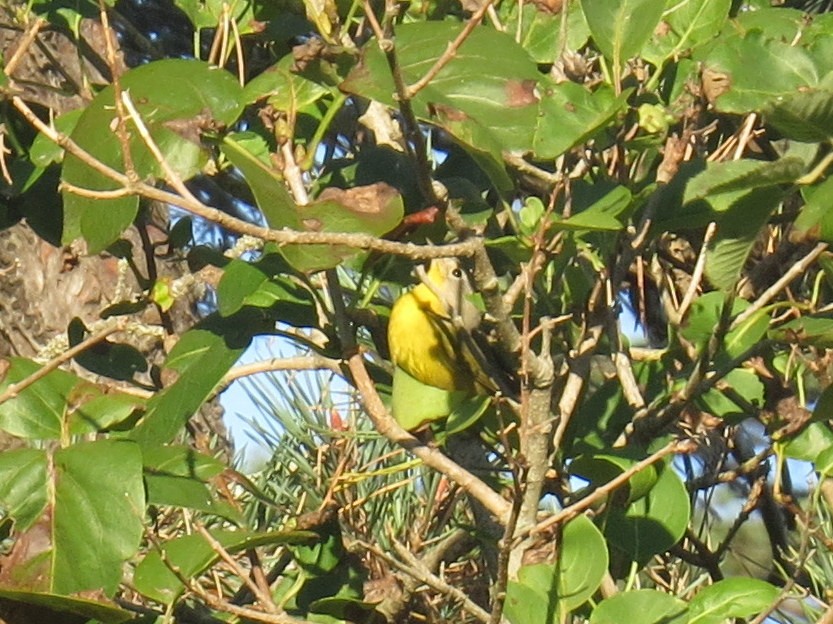 Nashville Warbler - ML642742503