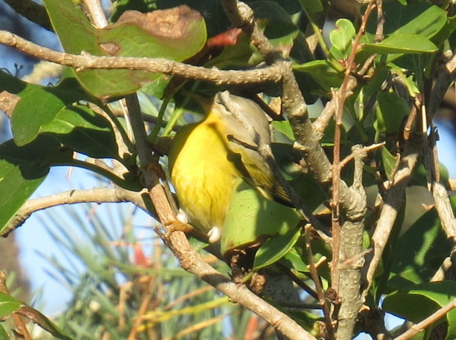 Nashville Warbler - ML642742504
