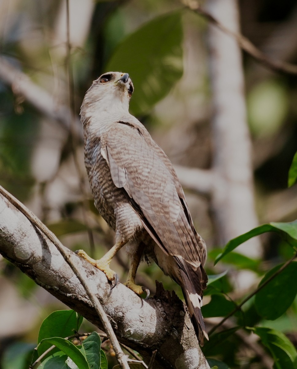 Gray-lined Hawk - ML642742515