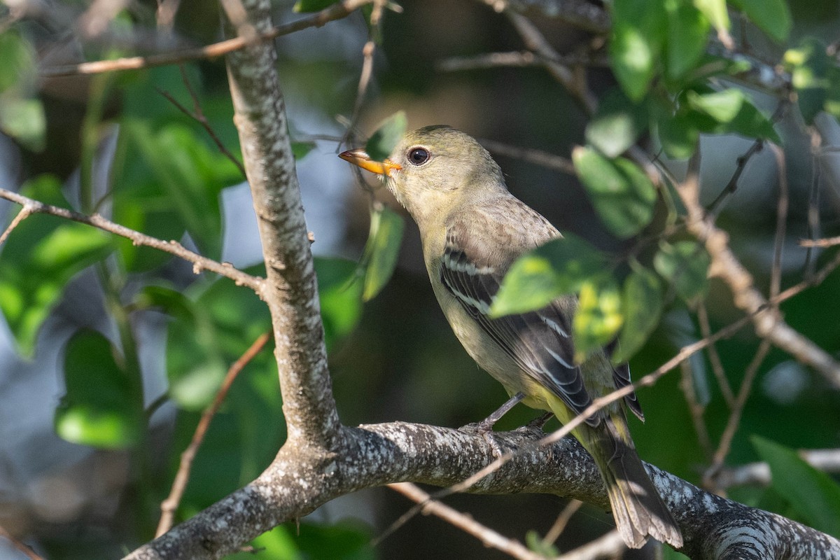 Western Tanager - ML642742551