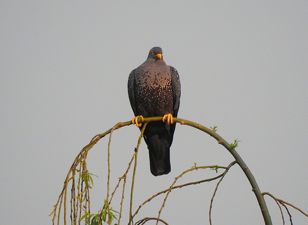 Rameron Pigeon - ML642742571