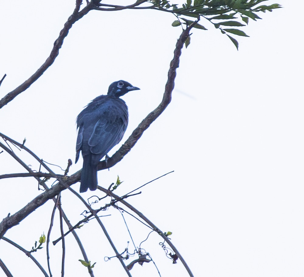 Bare-necked Fruitcrow - ML642742572