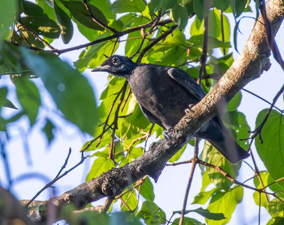 Bare-necked Fruitcrow - ML642742573