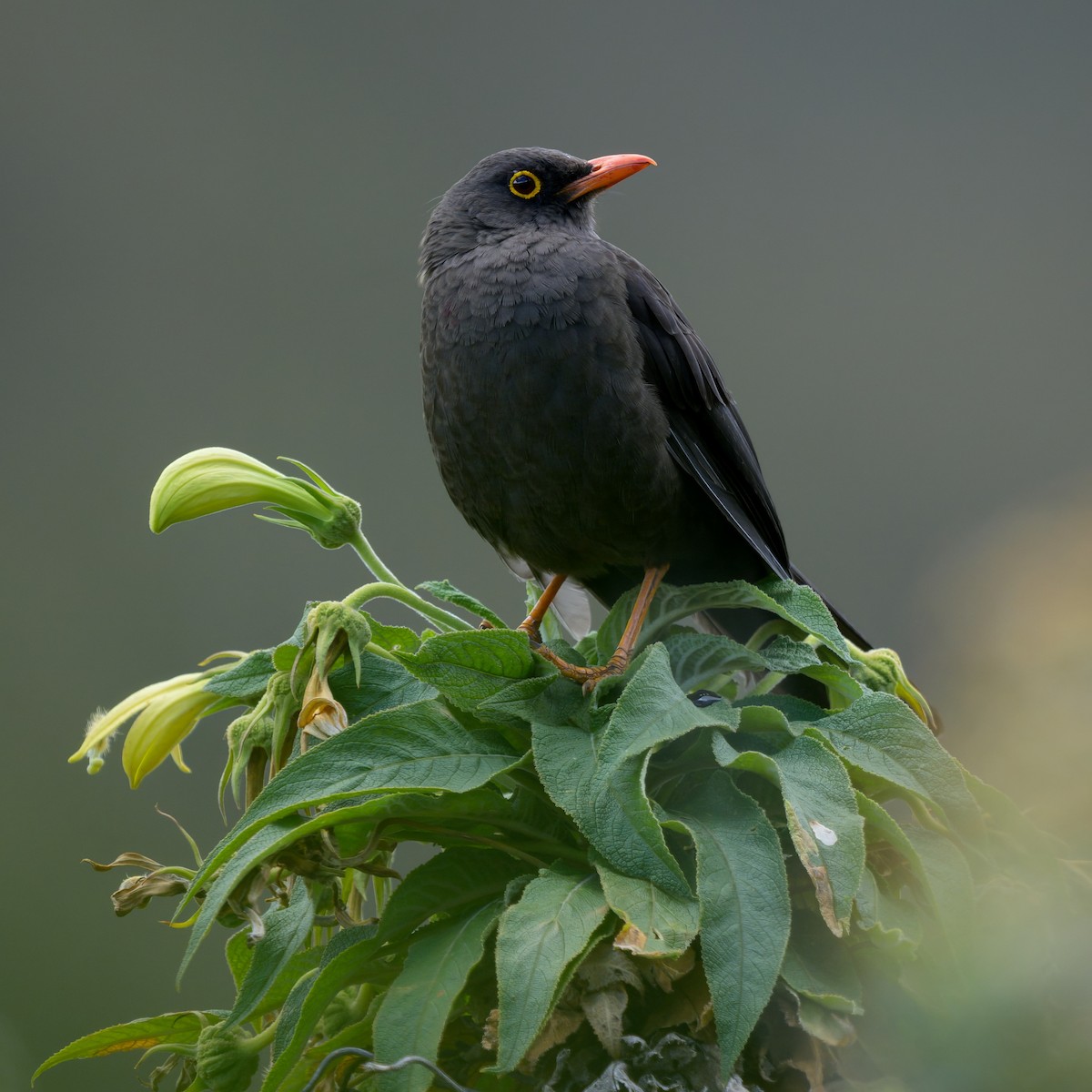 Glossy-black Thrush - ML642742576