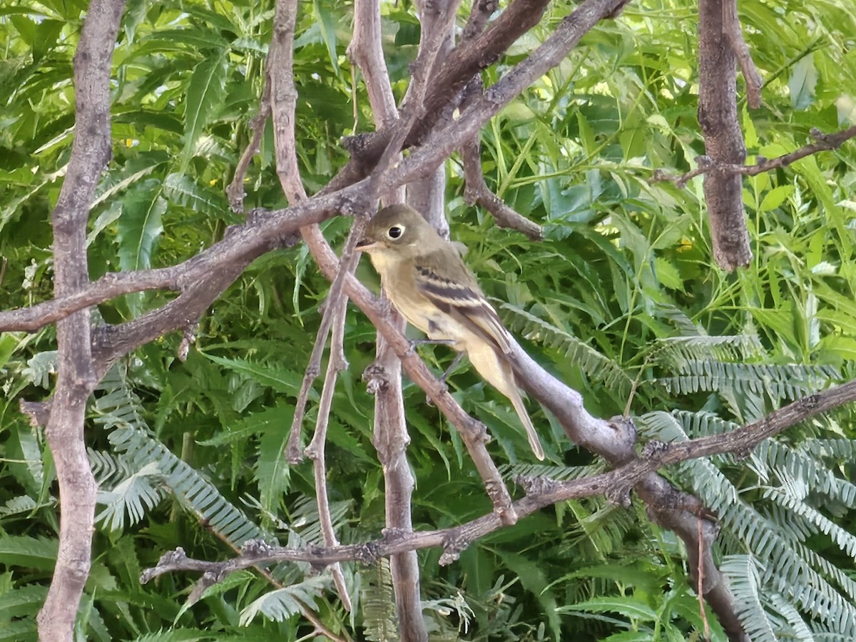 Western Flycatcher - ML642742581