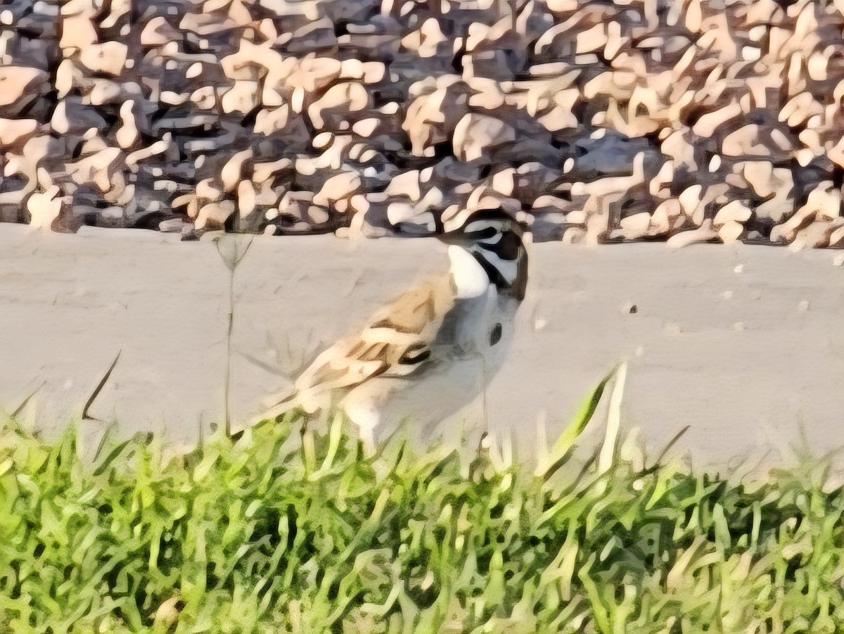 Lark Sparrow - ML642742588