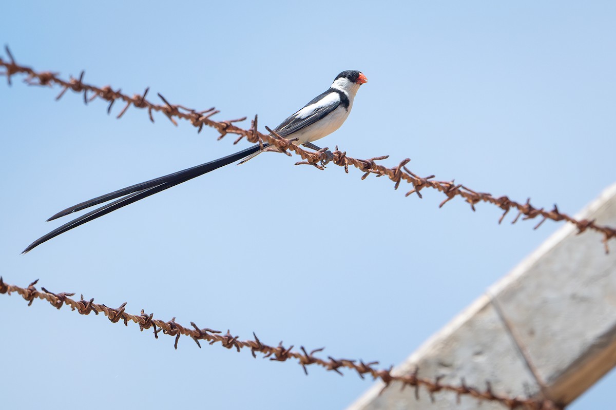 Pin-tailed Whydah - ML642742589