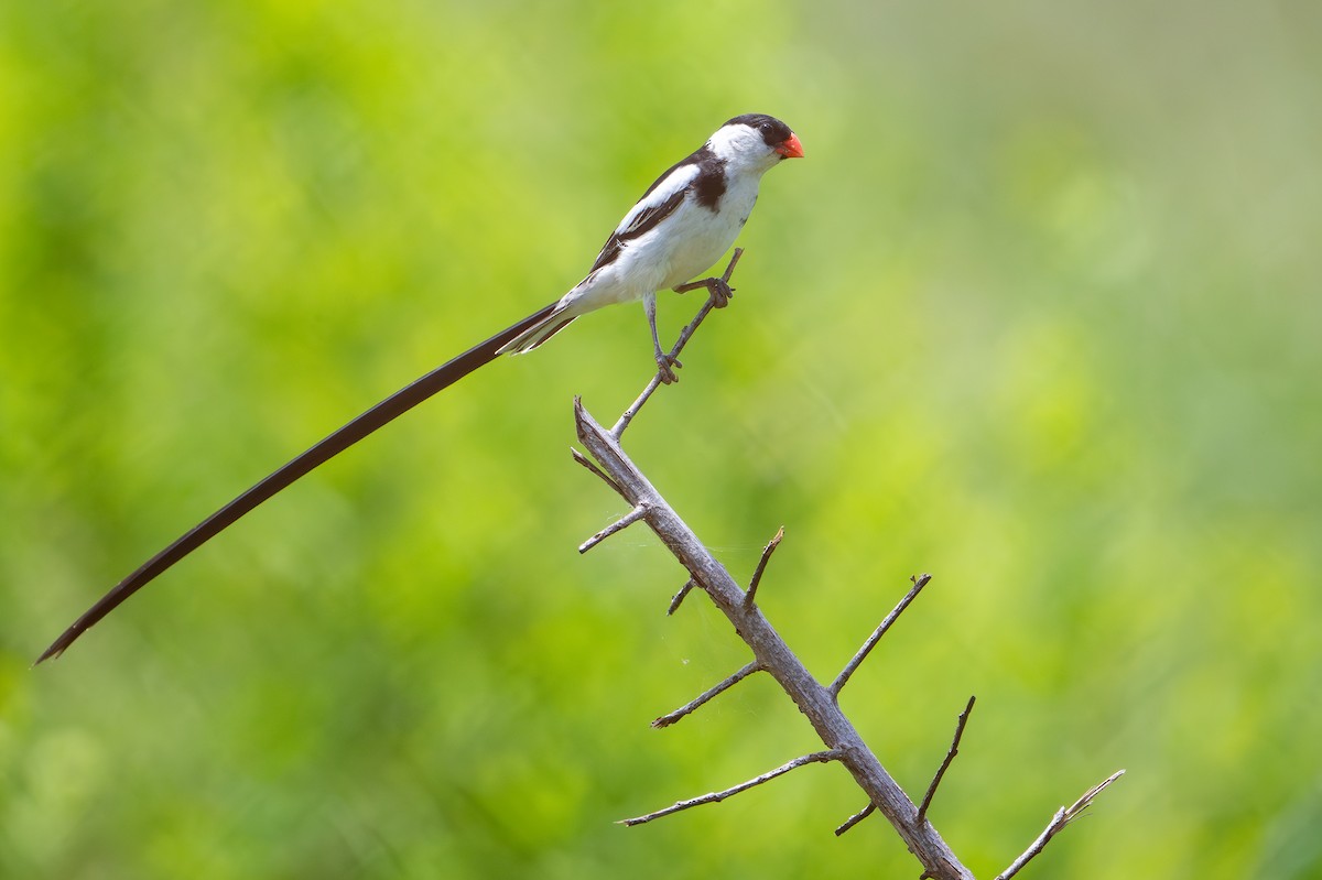 Pin-tailed Whydah - ML642742590