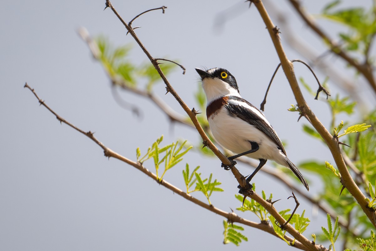 Eastern Black-headed Batis - ML642742594