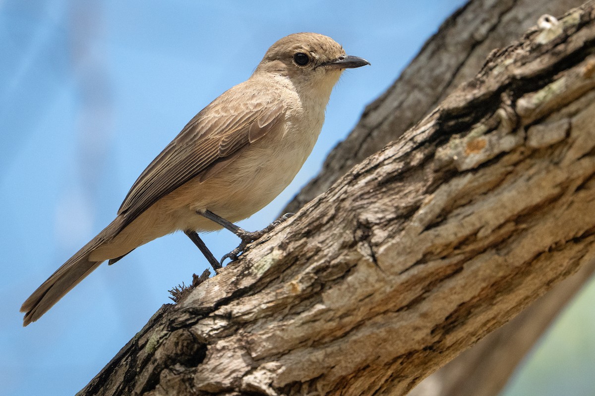 Pale Flycatcher - ML642742606