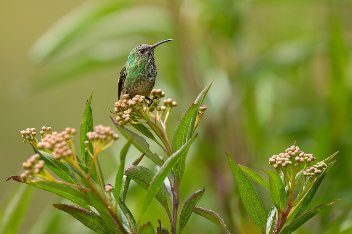 Black-tailed Trainbearer - ML642742609