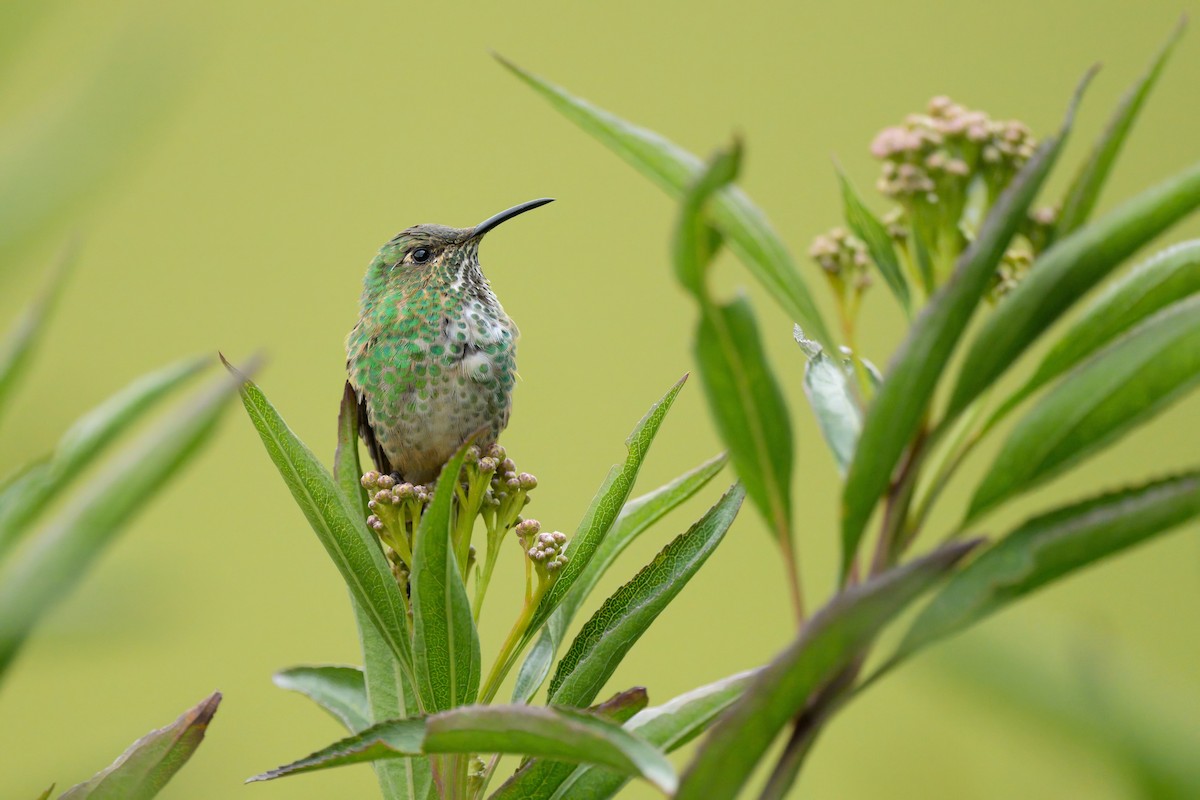 Black-tailed Trainbearer - ML642742612