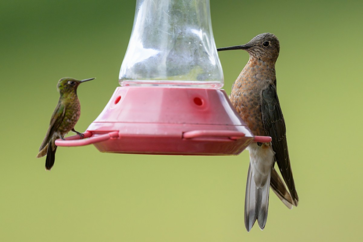 Giant Hummingbird - ML642742617