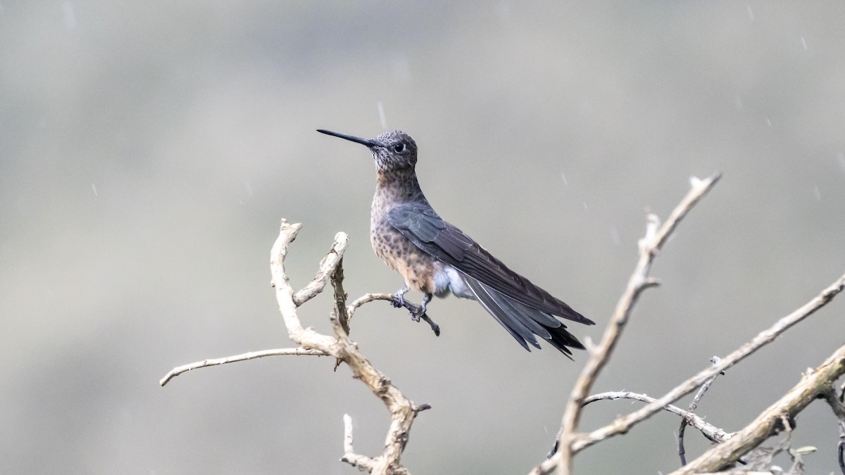 Giant Hummingbird - ML642742630