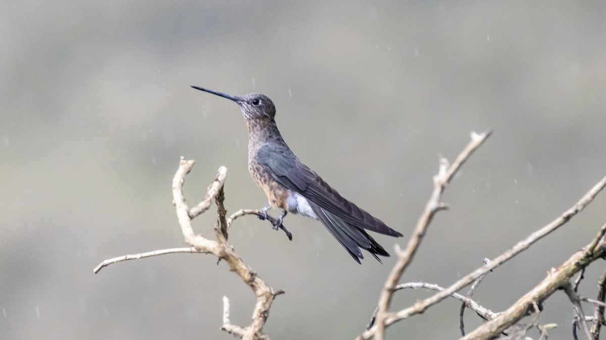 Giant Hummingbird - ML642742631