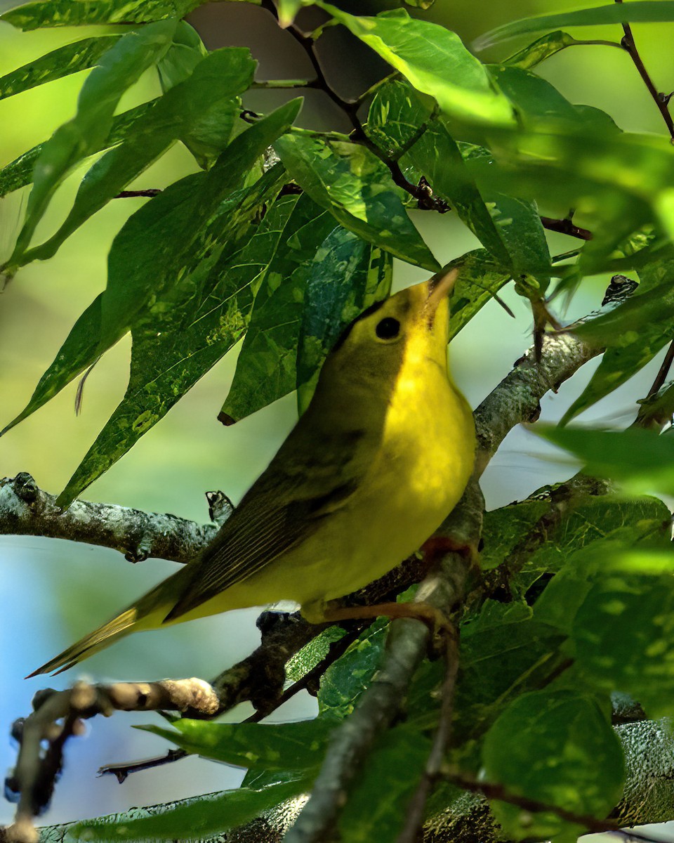 Wilson's Warbler - ML642742645