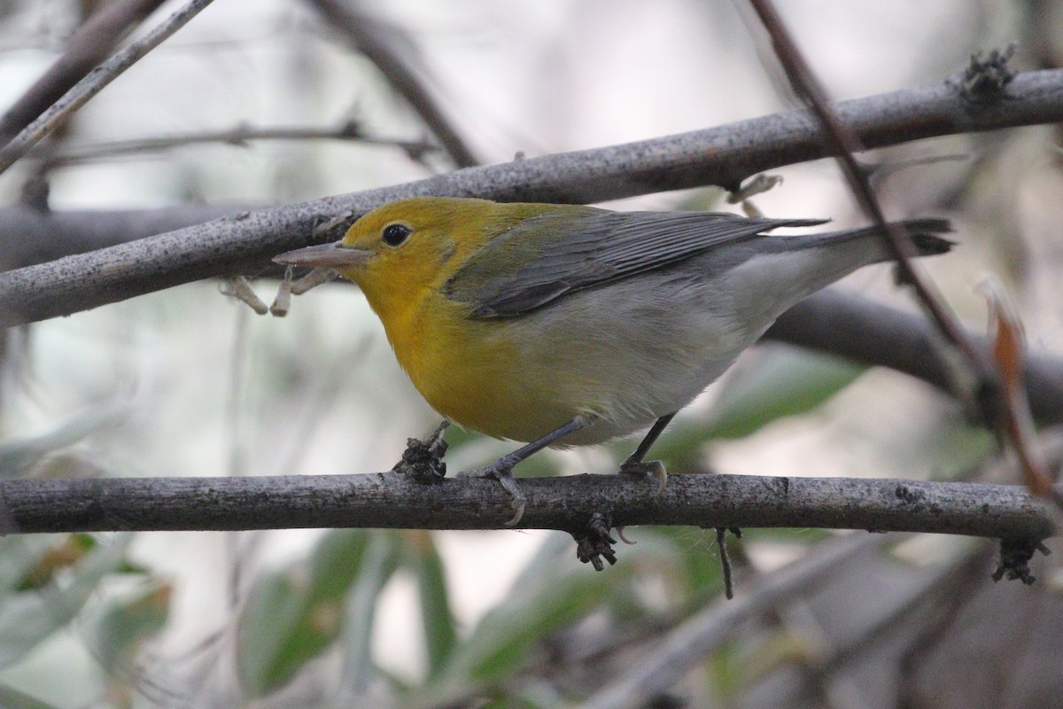 Prothonotary Warbler - ML642742649