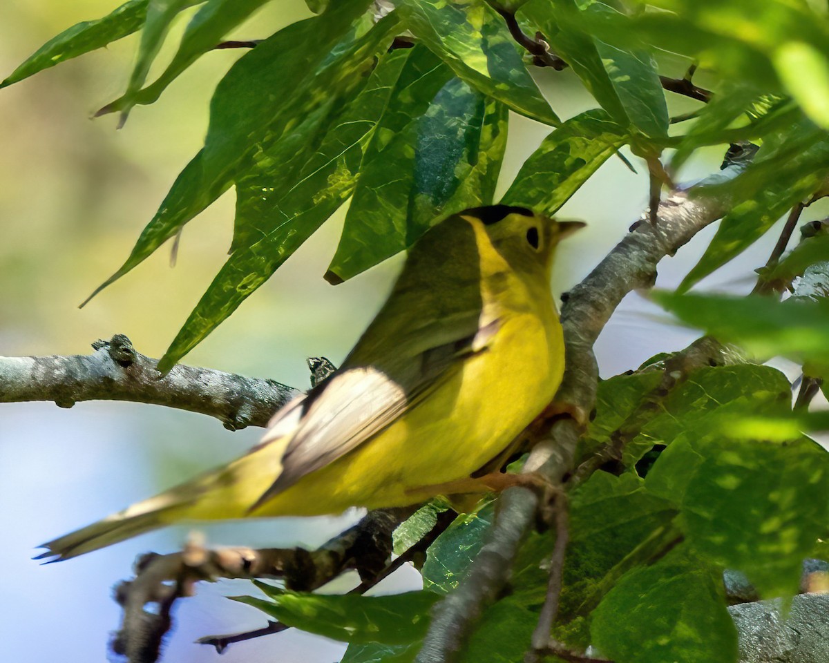 Wilson's Warbler - ML642742665