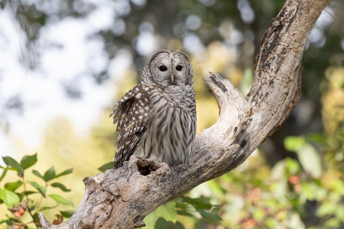 Barred Owl - ML642742673