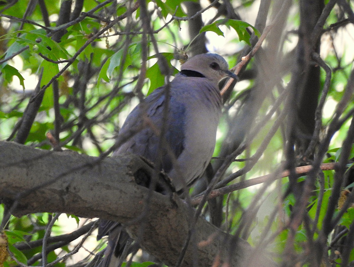 Red-eyed Dove - ML642742691