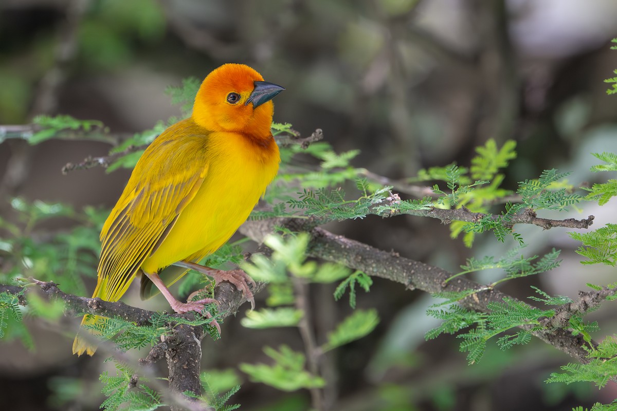 Golden Palm Weaver - ML642742693
