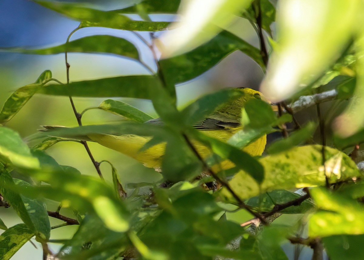 Wilson's Warbler - ML642742696