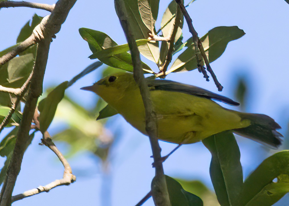 Wilson's Warbler - ML642742725