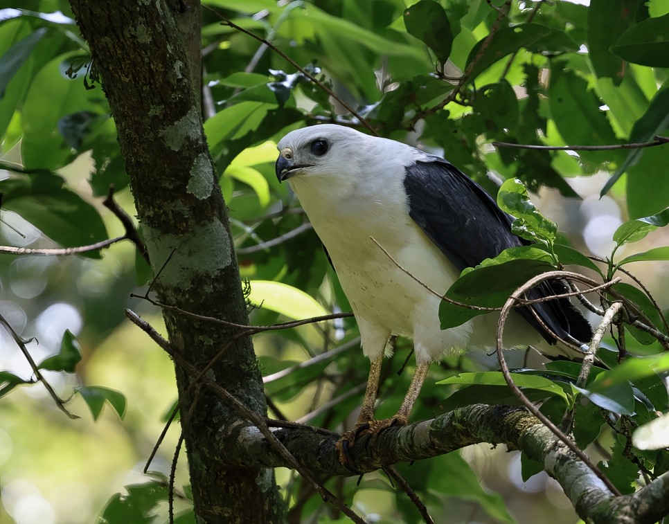 White-necked Hawk - ML642742735
