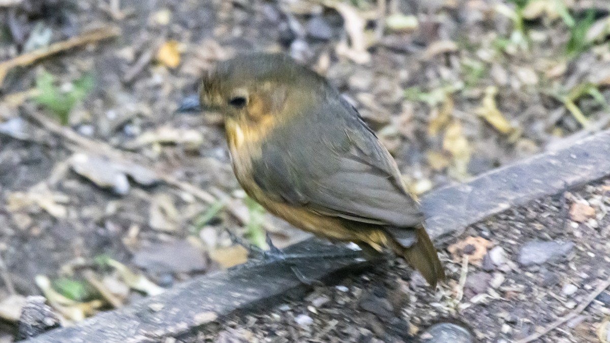 Tawny Antpitta - ML642742761