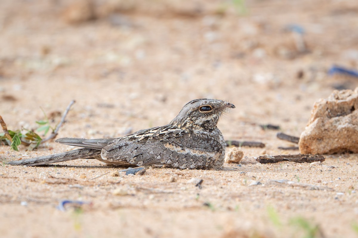 Slender-tailed Nightjar - ML642742762