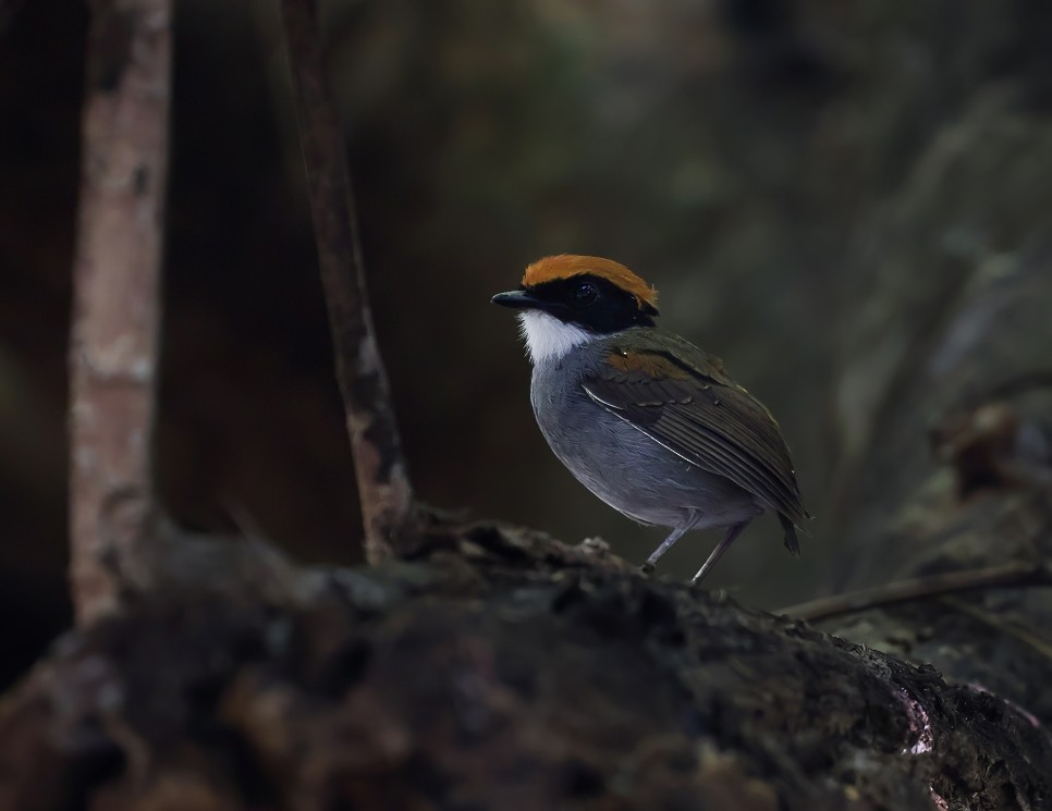 Black-cheeked Gnateater - ML642742765