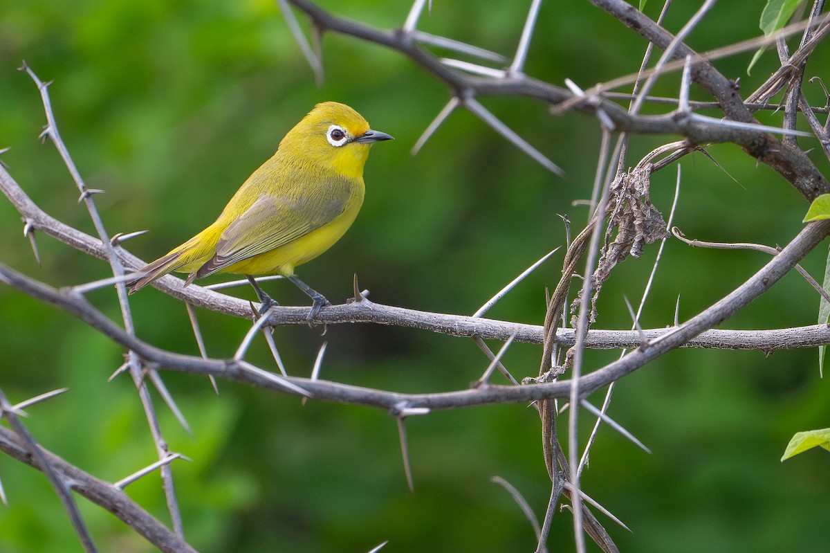 Pale White-eye - ML642742768